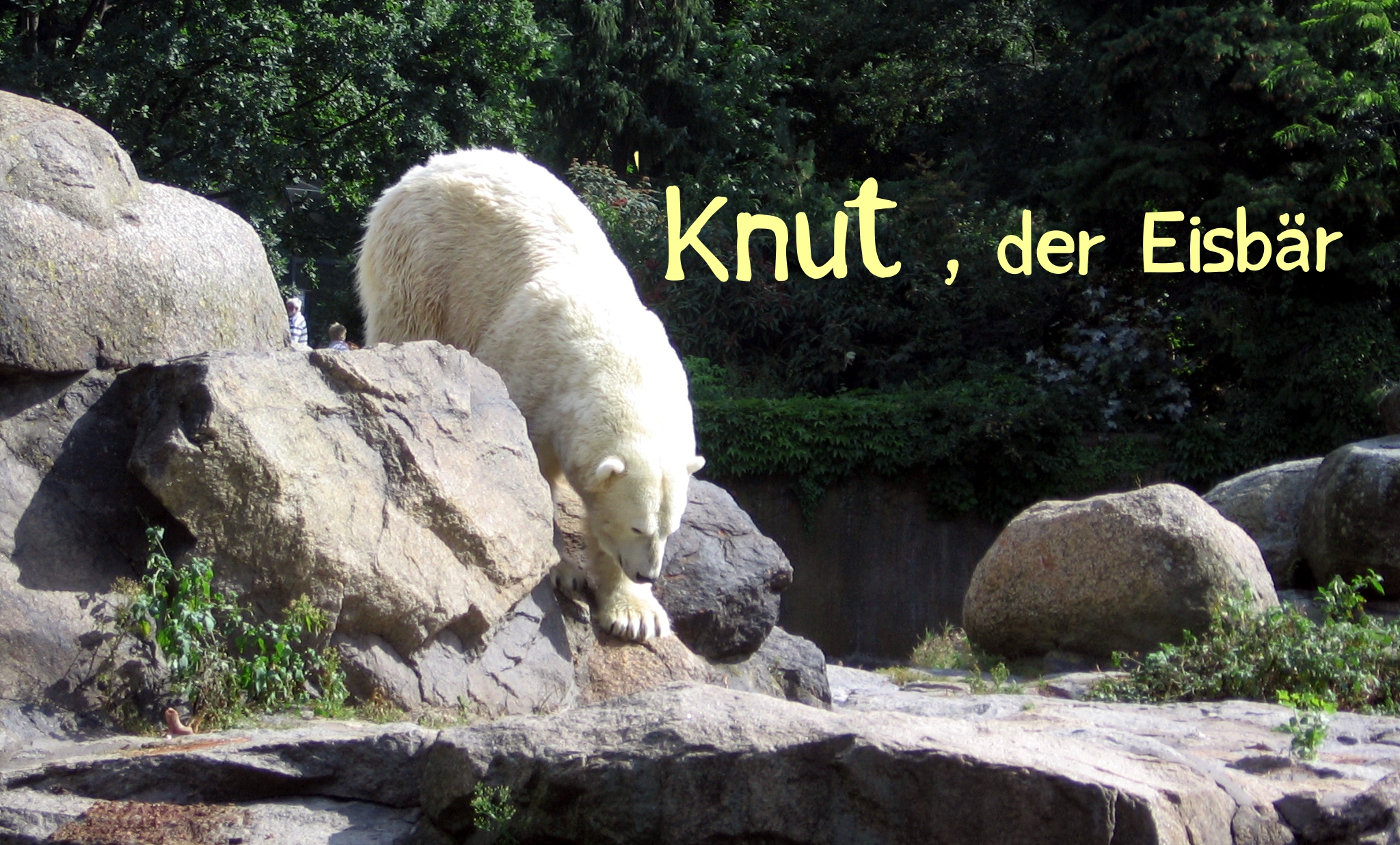 Knut (✝), der Eisbär, den alle liebten